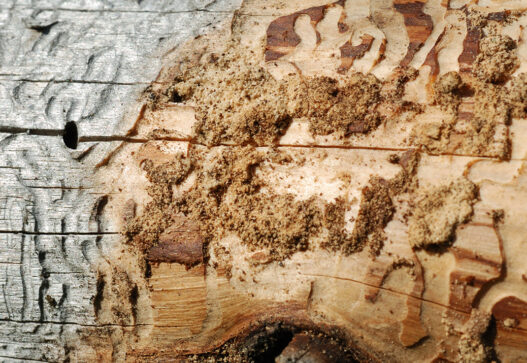 Agil Dienstleistungen Holzschutz