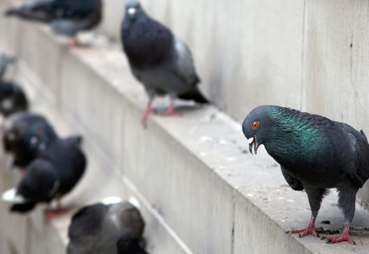 Agil Dienstleistungen Schädlinge Vogel- und Taubenabwehr