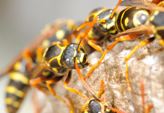 Agil Dienstleistungen Wespenbekämpfung