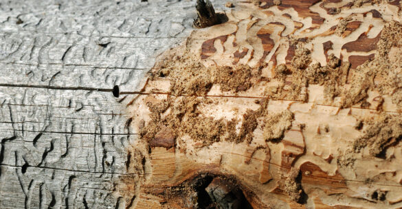 Agil Dienstleistungen Holzschutz