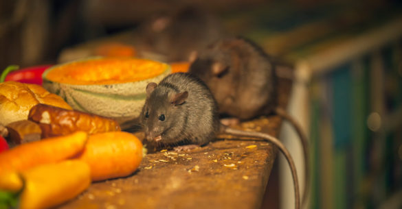 Agil Dienstleistungen Nager- und Rattenbekämpfung